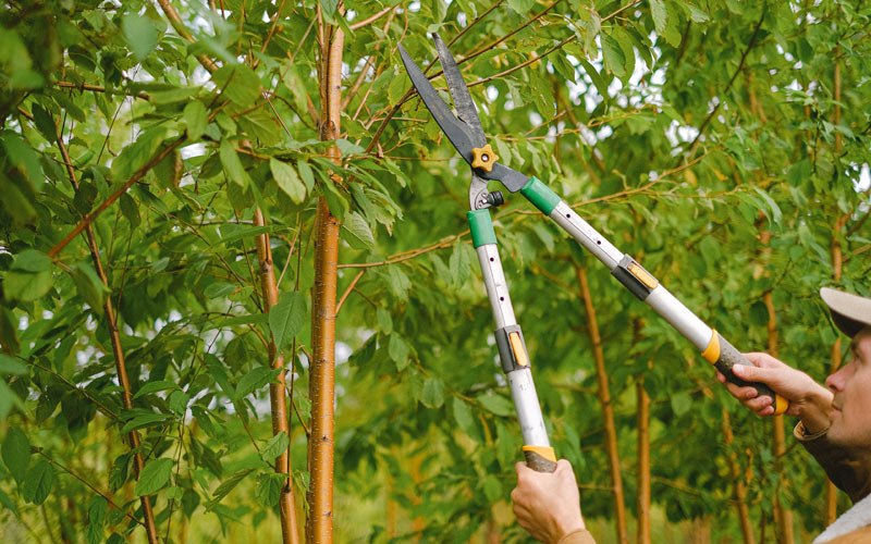 Tree trimming in Edgemont, AR