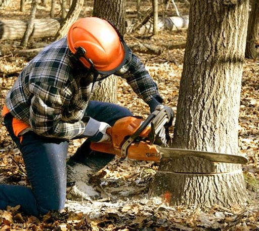 Tree Removal in Edgemont, AR